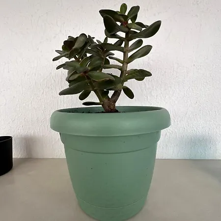 Appartement Marial Chania *